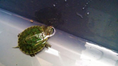 Kuri The Turtle